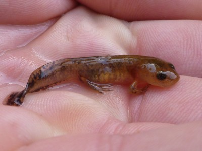 Salamandra salamandra, larvae